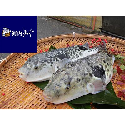 ふるさと納税 富田林市 [河内とらふぐ]活き締めとらふぐ鍋用切身・乾燥ひれセット(冷蔵品)【配送不可エリア注意】 |  | 03