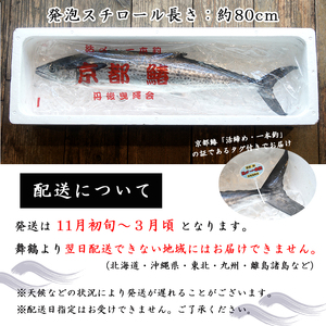 【11月から3月のみ発送】 漁師直送！！ 一本釣り 京都鰆 2.8kg 鮮魚 1尾 天然 新鮮 鮮度抜群 冷蔵 ナマモノ 寒さわら 活締め 寒鰆 鰆 一本鰆