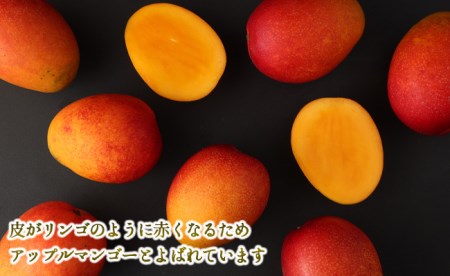 【2025年発送】先行受付 徳之島 天城町産 宝果樹園 完熟マンゴー A品 1kg 贈答用 マンゴー AT-19-N