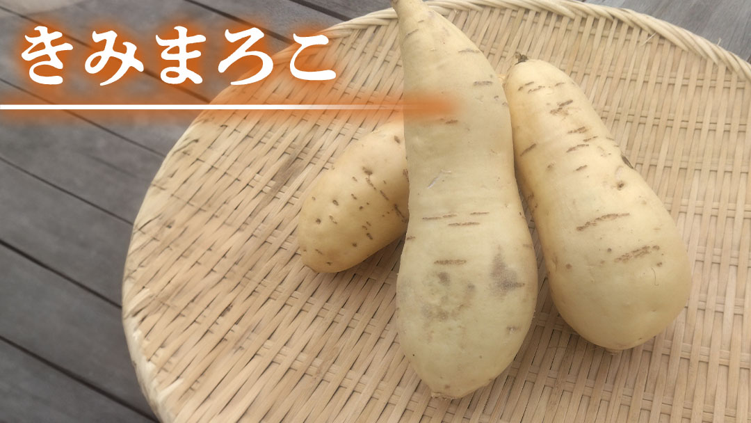 みずほの村市場牛久店  しろいも 食べくらべ （ きみまろこ 2kg しろほろり 1kg）計約3kg  甘い 芋 いも サツマイモ スイーツ 野菜 珍しい野菜