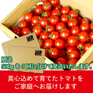 ミニトマト 2.5kg (500g×5回) 訳あり 定期便 【ミニトマト】 山本農園