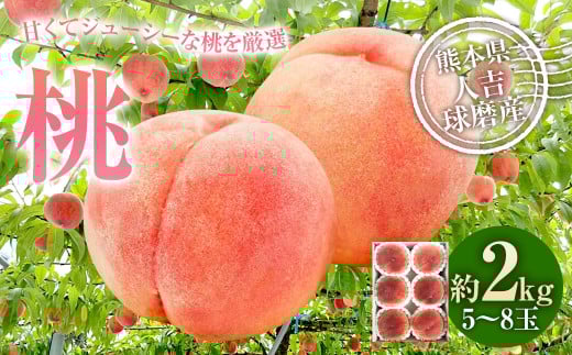 桃 約2kg（5～8玉）【2025年6月下旬～8月上旬発送予定】 もも モモ 果物 果実 フルーツ 厳選 熊本県 相良村 冷蔵