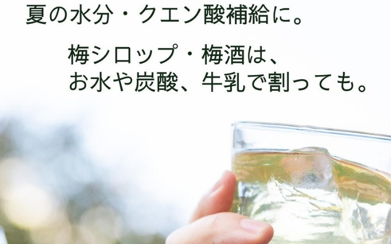 ［先行予約］樹上南高梅の青梅 2L 約2kg 追熟用 梅ボーイズ 紀州南高梅 5月下旬～6月下旬頃に順次発送予定 A-093a【umehkr016A】