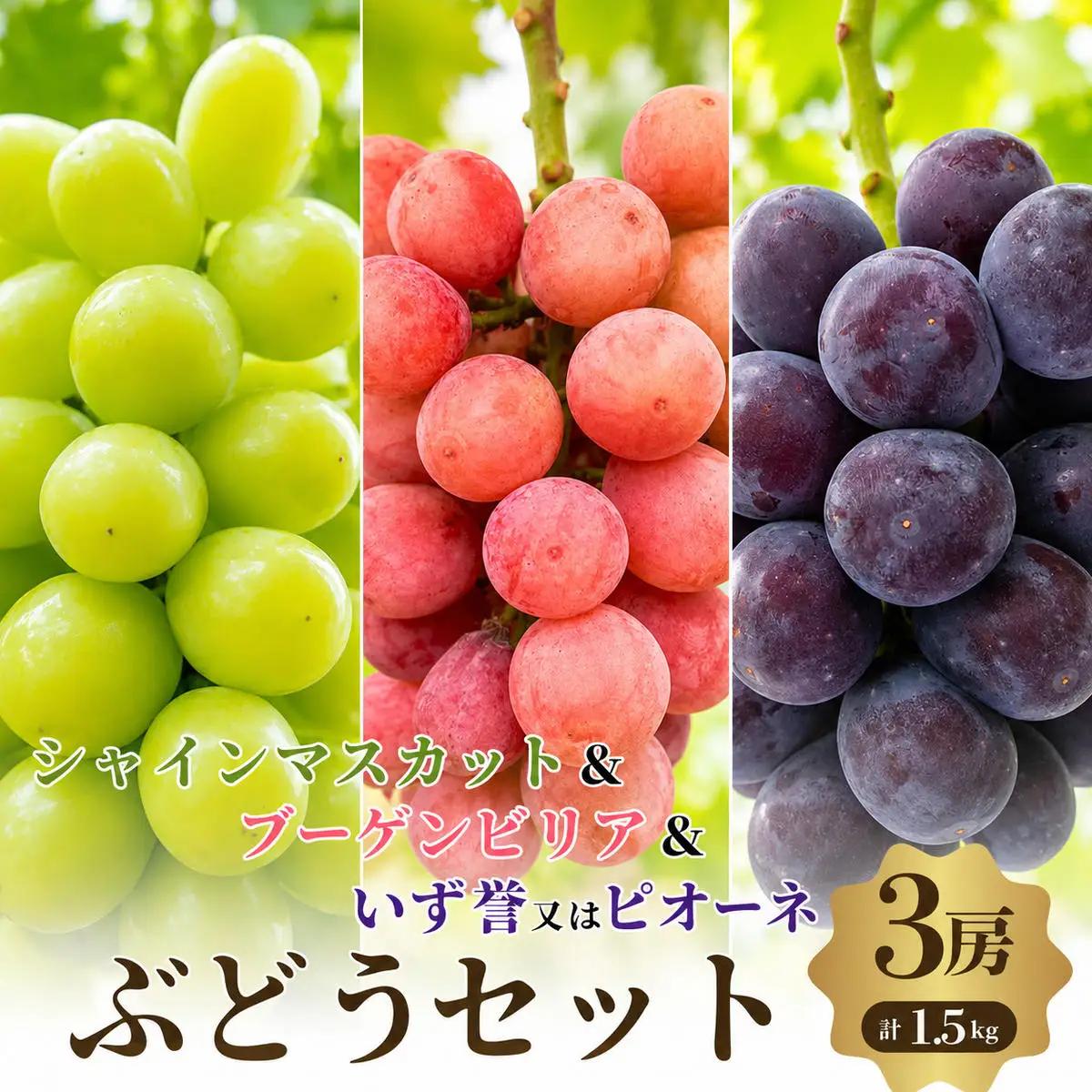 ぶどうセットシャインマスカットブーゲンビリアピオーネぶどうセット【3房1.5kg】【先行予約】