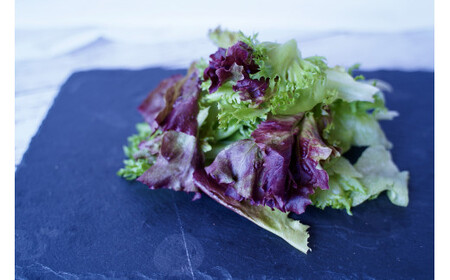 カルシウム&ポリフェノールリッチレタスMix（10袋セット）