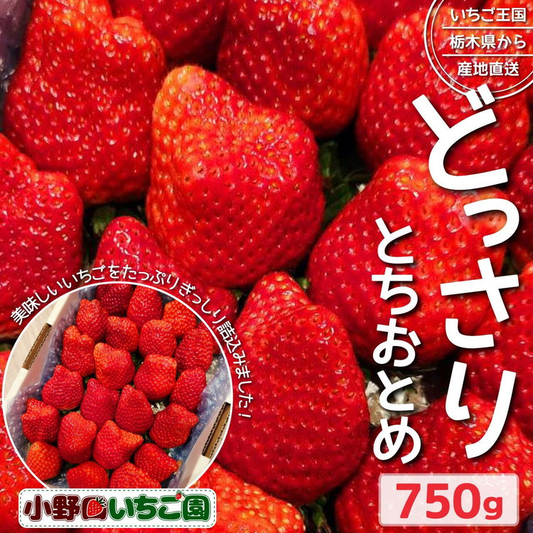 
栃木県産 どっさりとちおとめ【750g】 ｜ 家庭用 完熟 朝摘み 苺 いちご イチゴ とちおとめ 果物 フルーツ 秀品 栃木県 壬生町 産地直送 ※2024年12月中旬～2025年3月下旬頃に順次発送予定 ※離島への配送不可
