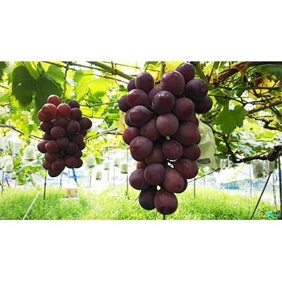 【2025年夏発送】  和歌山県橋本市産(種無し)巨峰 ぶどう詰め合わせ　約2kg【配送不可地域：離島】