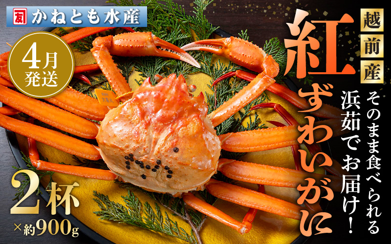 
            ≪浜茹で≫越前産 紅ずわいがに 約900g × 2杯 食べ方しおり付【紅ズワイガニ カニ かに 蟹 姿 ボイル 冷蔵 福井県】【4月発送分】希望日指定不可 [e14-x001_04]
          