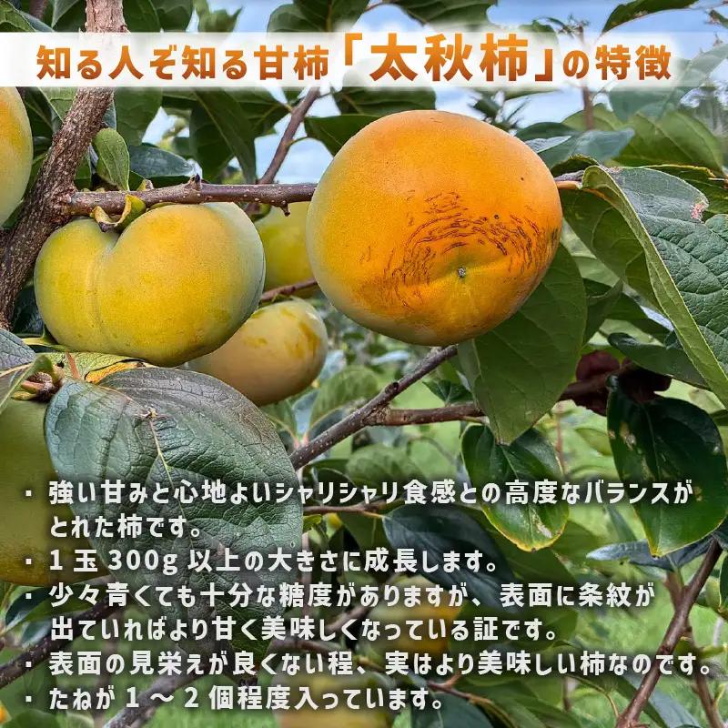  【先行予約】「越前柿」だけじゃないよ！希少なあわらの「太秋柿」6個入（1.8kg以上） ／ 果物 フルーツ 産地直送 期間限定 ※2026年10月下旬以降発送予定 [aw131-a001]