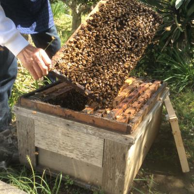 ふるさと納税 つくば市 つくばで採れたはちみつ150g×3本詰合せ 茨城県 つくば市産 |  | 01