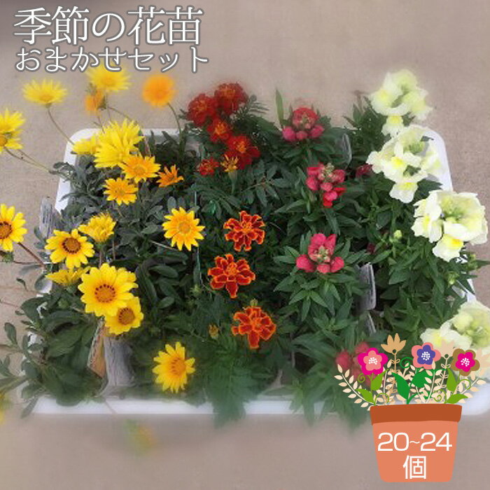 【ふるさと納税】季節の花苗おまかせセット 20〜24ポットをお届け 送料無料［No.043］