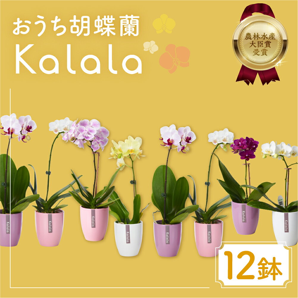 【ふるさと納税】産直胡蝶蘭『カララ』12鉢セット 陶器鉢 花 鉢花 おまかせ 鉢植え ランキング 一位 セット 鉢花 ラン ミディ 自宅用 観葉植物 インテリア お花 グリーン 愛知県 豊橋市 渥美半島 44000円