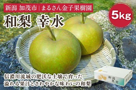 【2026年】【贈答用】和梨 幸水 5kg（12～16玉）《8月中旬から順次発送》 果物 なし 梨 フルーツ 新鮮 新潟のフルーツ産地 加茂市 まるさん金子果樹園 梨
