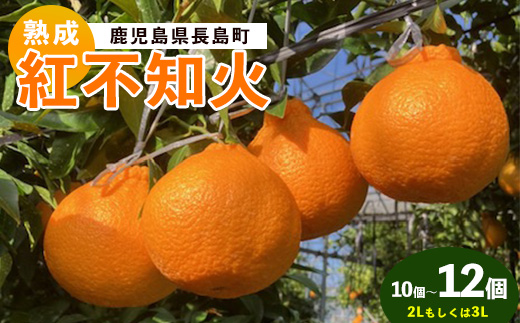 長島町産 紅不知火 2〜3L しらぬい みかん ミカン 蜜柑 柑橘 果物 くだもの フルーツ 国産 九州 鹿児島県産 長島 ふるさと 特産品 【株式会社羽根】hane-1560R80