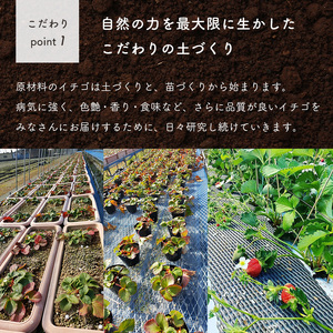 玉名産イチゴ ゆうべに 約1000g （ 250g × 4パック ）