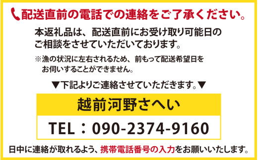 【先行予約】越前港より直送！ 越前がに 中 (約550g～700g) 1杯※発送前に在宅確認の電話連絡をいたします! 【1月～3月配送】ズワイガニ ずわいがに ズワイ蟹 越前ガニ ボイル 刺身 蟹 鍋 しゃぶしゃぶ 冷蔵  カニ 鍋 海鮮 かに福井県 南越前町 送料無料