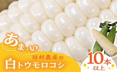 【先行予約】白 とうもろこし 10-12本入 田村農産[VBE001] トウモロコシ