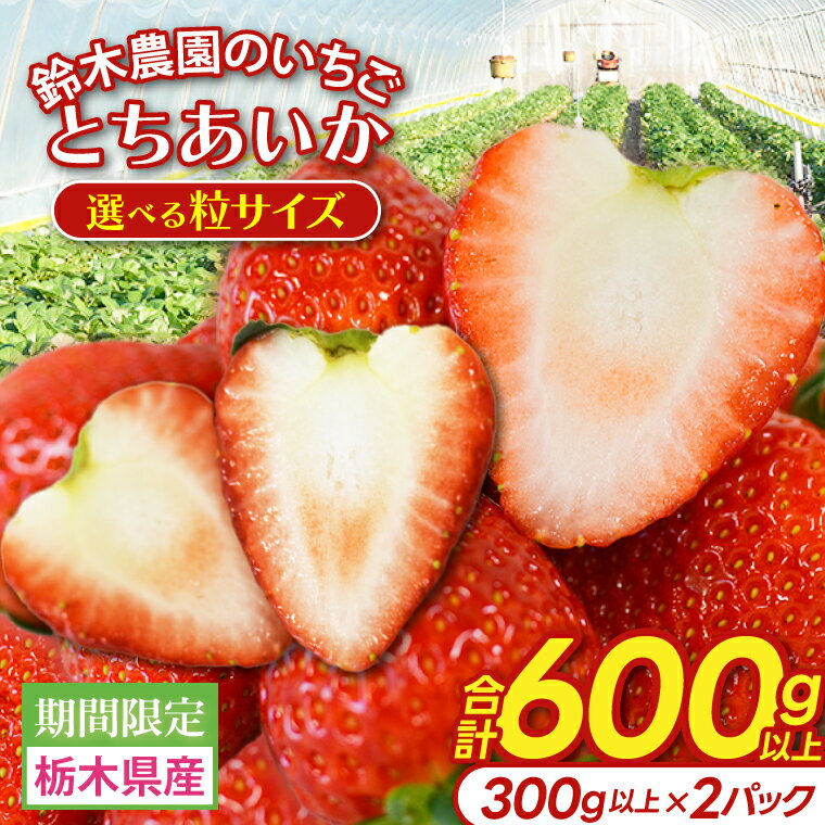 【ふるさと納税】【選べる粒サイズ】鈴木農園のいちご とちあいか 約300g以上×2パック｜栃木県 益子町 ふるさと納税 大きい いちご イチゴ 苺 ハート型 果物 フルーツ とちあいか 人気 600g以上 3Lサイズ以上 / L ～3Lサイズ (DJ002/003)