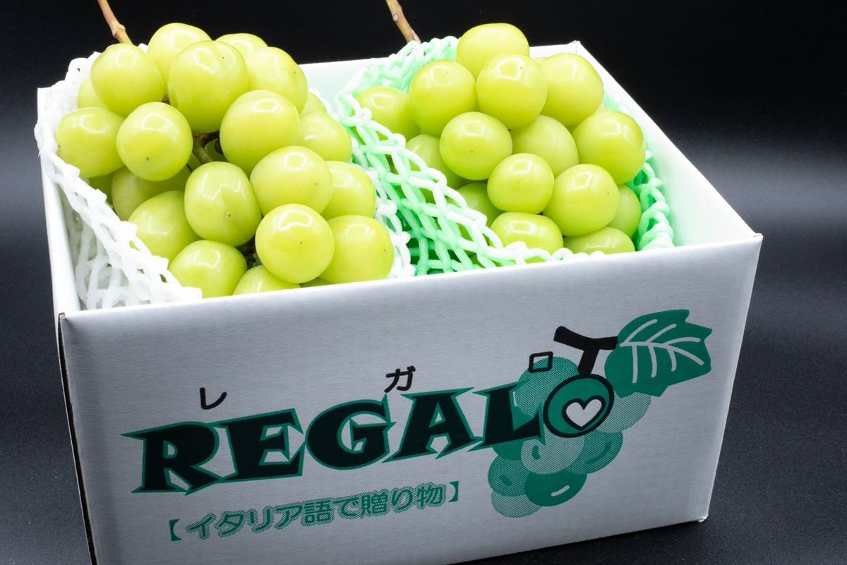 【数量限定　2026年発送先行予約】　～ 緑の宝石・厳選高級シャインマスカット ～　600g 1房　ALPCV012