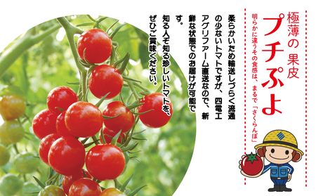 トマト 薄皮 プチぷよ 1.2kg (150g×8)  ミニトマト
