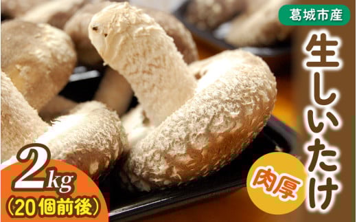 葛城市産生しいたけ（2kg） 椎茸 シイタケ 生 国産 セット 2kg 新鮮 菌床 スライス 奈良県 葛城市【kobo002】