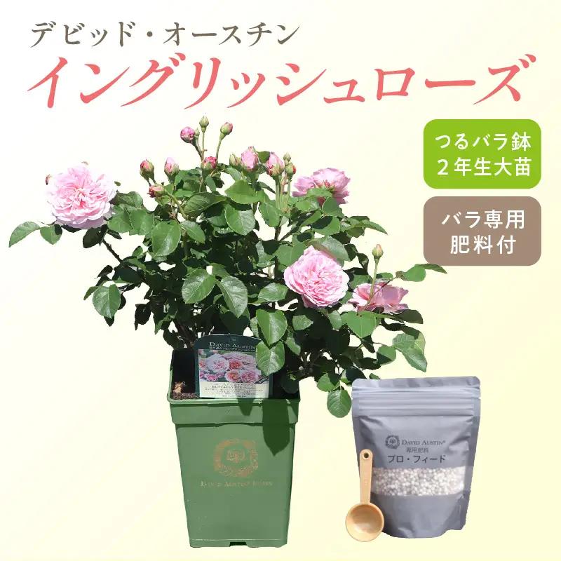 【 イングリッシュローズ 】 デビッド・オースチン つるバラ鉢苗（バラ専用肥料付） 花 バラ 薔薇 ばら インテリア ガーデニング フラワー つるバラ鉢苗 鉢苗 植物 薔薇苗 フラワー 初心者【025