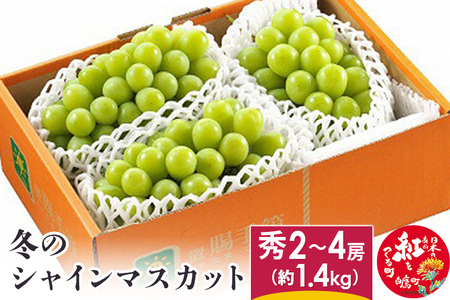 冬のシャインマスカット 秀2～4房（約1.7kg）   山形県産 フルーツ 果物 ブドウ ぶどう 葡萄 【2025年12月下旬発送予定】
