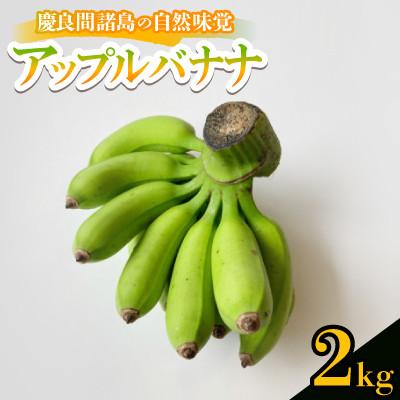 ふるさと納税 座間味村 【2025年7月から順次発送】慶良間諸島の自然味覚 アップルバナナ 2kg