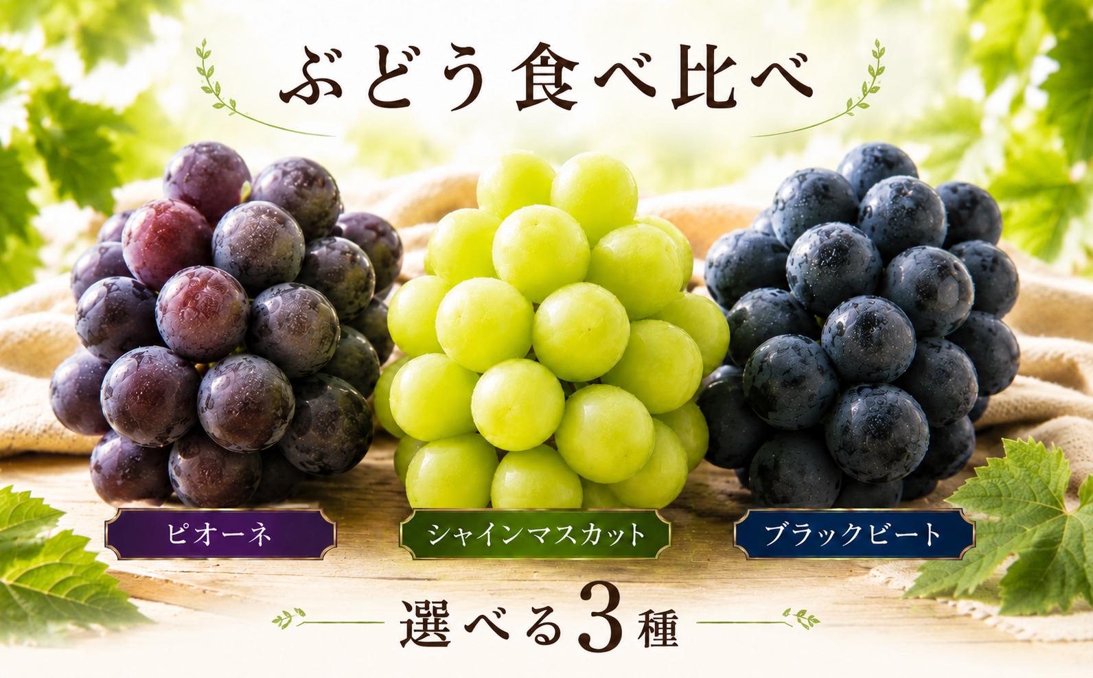 
                  【選べる】 ぶどう 食べ比べセット シャインマスカット / ピオーネ / ブラックビート 【2026年8月下旬頃から順次発送】 | ぶどう 葡萄 フルーツ 果物 産地直送  期間限定 くだもの マスカット ぶどう 葡萄 ブドウ おすすめ 人気 旬 フルーツ 愛媛県 松山市
                