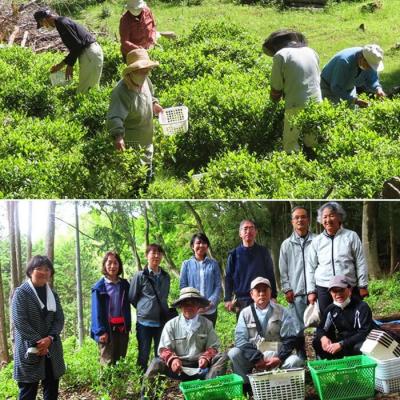 ふるさと納税 三原市 下草井銘茶「鷹の爪」1袋(25g) [057-001] |  | 02