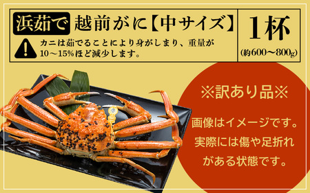 【訳あり】越前がに本場の越前町からお届け！≪浜茹で≫越前がに 中サイズ（生で約600～800g） × 1杯【1月発送分】【雄 ズワイガニ 越前ガニ 姿 ボイル 冷蔵 かに カニ 蟹 福井県】希望日指定