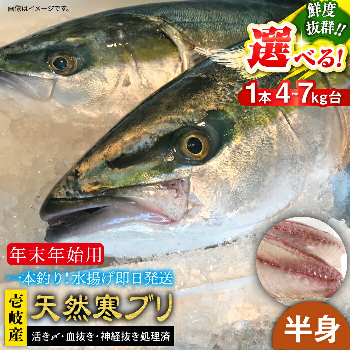 【ふるさと納税】【11/1〜1/15お届け 年末年始用】天然 寒ブリ（一本丸ものサイズ4〜14キロ台の半身ブロック） 《壱岐市》【壱岐島　玄海屋】[JBS021] ぶり 寒ぶり ブリ 魚 刺身 しゃぶしゃぶ のし プレゼント ギフト 冷蔵配送