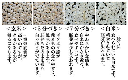 【先行予約】【令和7年産・新米】さんさん池見二代目の 福井県産 ハナエチゼン 10kg （無洗米）【2025年8月下旬以降順次発送予定】 [C-0213_05]