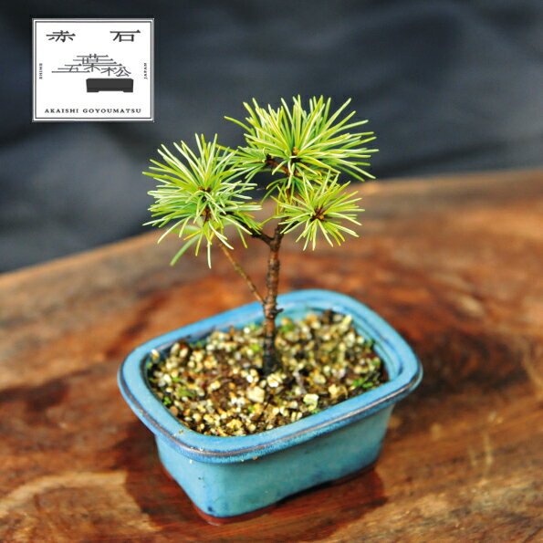 【ふるさと納税】 赤石の泉 赤石五葉松（鉢植え） F-149【現品限り】【配送地限定】