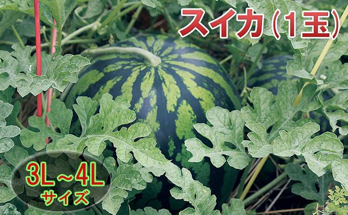 
                  [№5984-0119]【在庫数限定】スイカ（1玉）約8kg以上 果物類
                