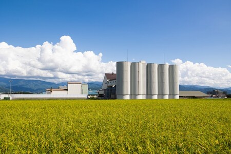 米 5kg コシヒカリ 令和6年産 JA上伊那 令和6年産 コシヒカリ 今ずり米 5kg 長野 上伊那産 お米 長野県産 こしひかり 5キロ 白米 精米 信州産 特産 産地直送 おすすめ こめ コメ 