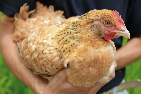 熊ヤン媛っこ地鶏のBBQセット