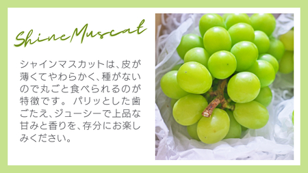 【 先行予約 9月上旬以降発送】 数量限定 八千代町産 シャインマスカット 約 1.3kg ( 2～3房 ) 産地直送 フルーツ ぶどう 果物 ブドウ 葡萄 マスカット [CU001ya]
