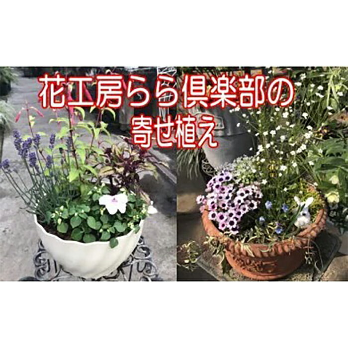 【ふるさと納税】 東北最大級のガーデニング専門店 厳選 季節の寄せ植え 4種類 ～ 6種類 / おすすめ お花 花 生花 寄せ植え 季節 おまかせ 届いてからのお楽しみ 鉢 ポット 鉢植え ガーデニング 玄関 ベランダ 庭 国産 岩手県 雫石町 産地直送 送料無料 【花工房らら倶楽部】