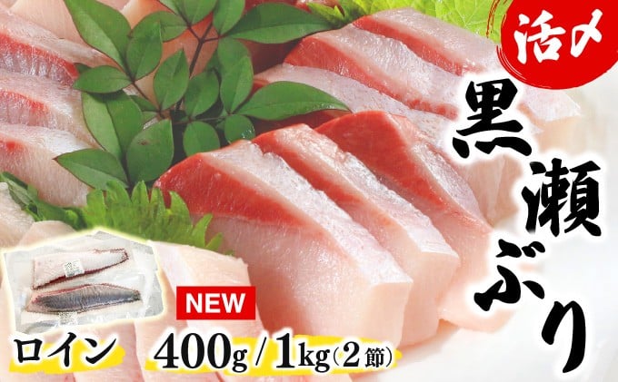 
            KU281【数量限定】高評価！活じめ！黒瀬ぶりの生鮮ブリロイン 2節 400g 1kg  刺身やぶり丼、カルパッチョやサラダなどに！
          