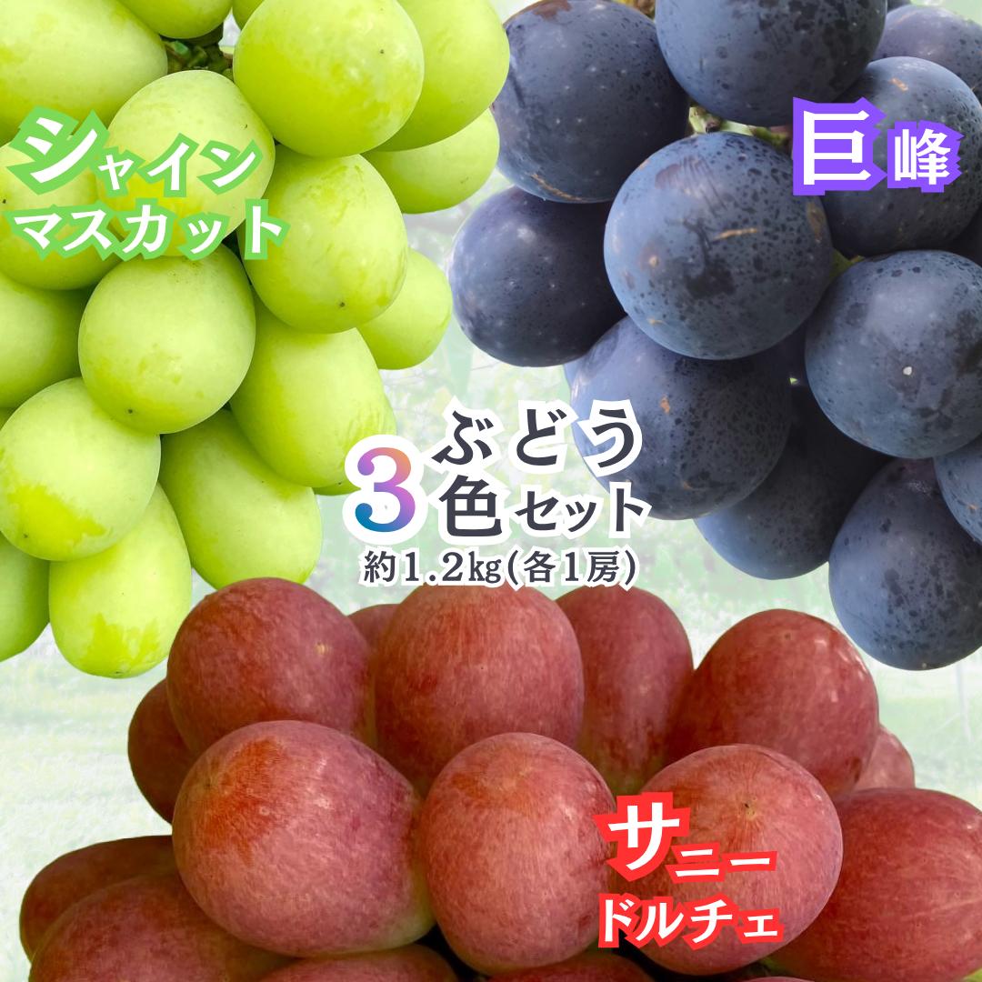 【ふるさと納税】gems.grape　ぶどう三色セット（黒、緑、赤）B　約1.2kg以上　巨峰／シャインマスカット／サニードルチェ| ぶどう ブドウ 葡萄 皮ごと 種無し フルーツ 果実 長野県 生坂村