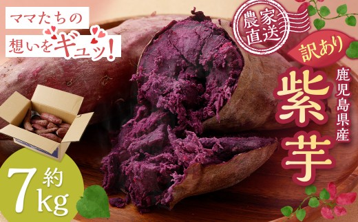 【先行予約】【訳アリ】鹿児島県産紫芋 7kg 吉永農園 さつまいも アントシアニン 数量限定 期間限定 調理 焼き芋 芋 鹿児島 鹿児島県 薩摩川内市 送料無料　ZS-942