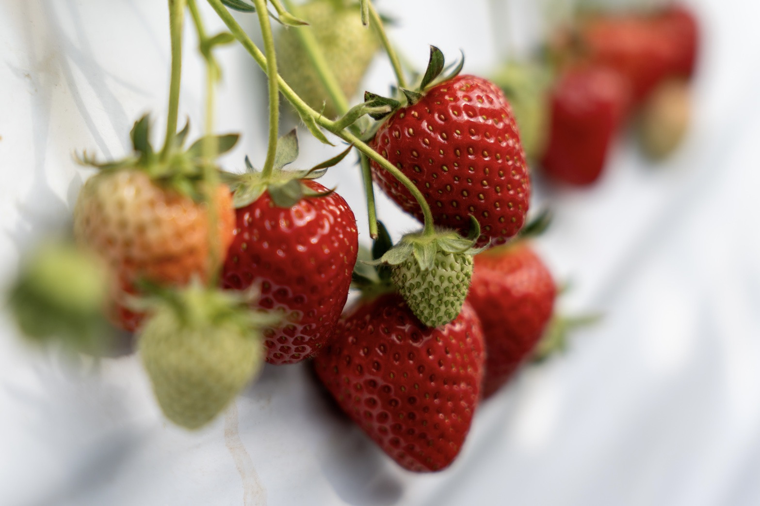 【オーガニックnico】有機栽培のいちご狩り1名分(2026年3月～4月開催)｜京都 大原野 いちご 食べ放題 人気 おすすめ [ 有機いちご 40分いちご狩り＋お土産付き 幼児は無料 人気 おすすめ