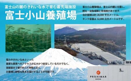 E17小山町産アトランティックサーモン（６パック）