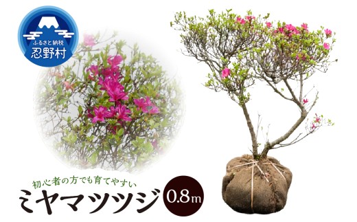 植木　ミヤマツツジ　0.8m（本霧島ツツジ）