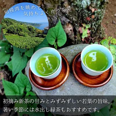 ふるさと納税 真鶴町 初摘み新茶3袋セット　相模湾のミネラルで育つ茶葉!　香り豊かに、色鮮やかに♪【先行受付】 |  | 01