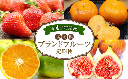 【4回定期便】福岡県 ブランドフルーツ 定期便 あまおう（約250g×4パック）とよみつひめ（約300g×4パック）早味かん（約3kg）秋王（約1.2kg）計6.52kg 果物 いちご 苺 イチゴ 無花果 いちじく イチジク みかん ミカン 蜜柑 柿 カキ かき