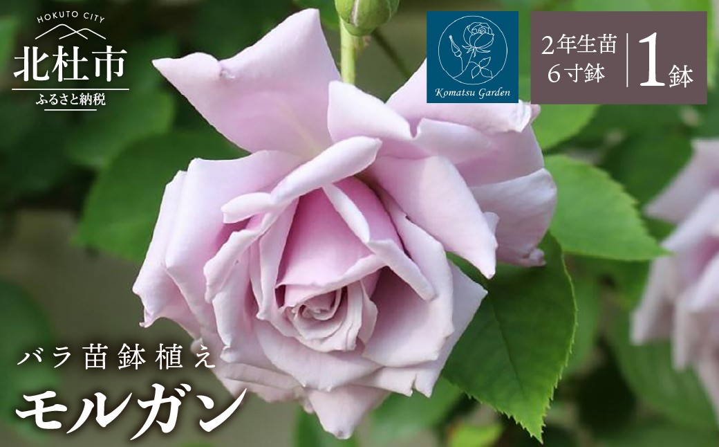 
                  【2027年2月以降発送】バラ苗鉢植え「モルガン」　バラ 苗 鉢植え 一季咲き  6寸鉢 2年生苗  ガーデニング 母の日 父の日
                