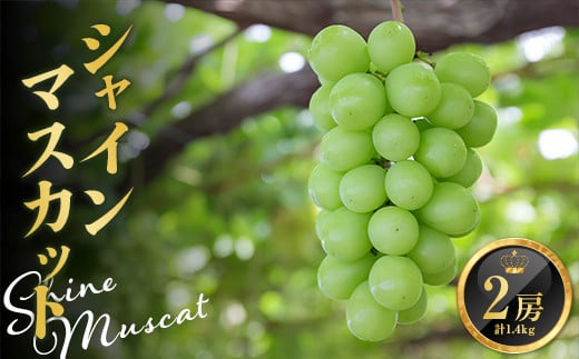 【令和7年発送】シャインマスカット 2房 約1.4kg  マスカット ぶどう ブドウ 葡萄 デザート フルーツ 果物 くだもの 果実 食品 山形県 FSY-1158