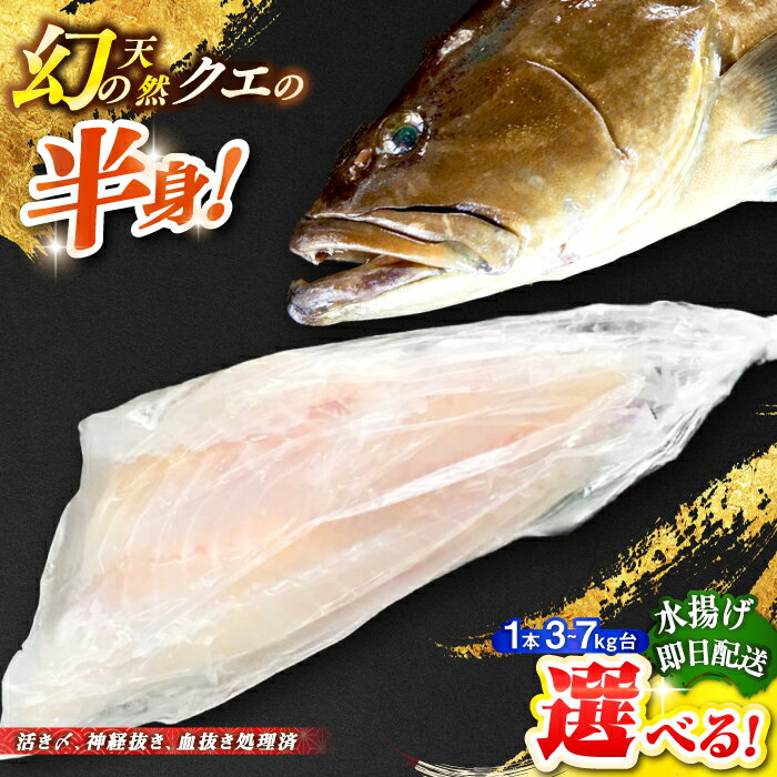 【ふるさと納税】天然クエ（選べる！一本丸ものサイズ 3〜7キロ台・半身） [JBS095] 冷蔵配送
